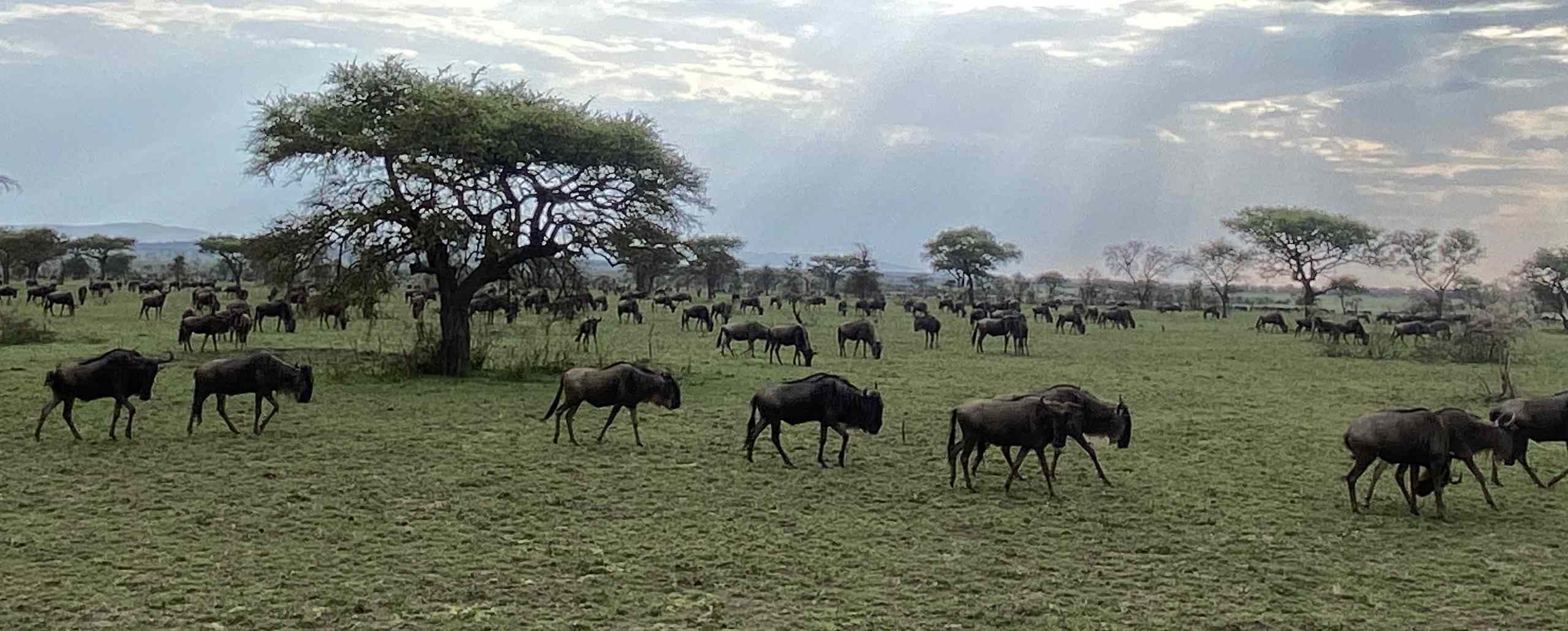 Wildebeest. Luxury safari lodges in North Tanzania
