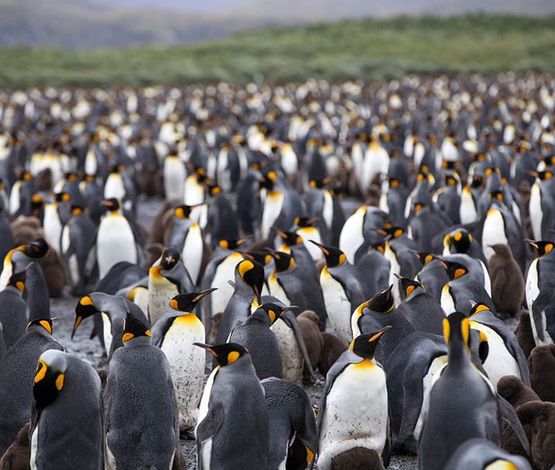 March, Penguins in South Georgia, Polar Region seasons