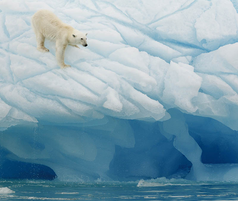 May, Polar Bear Spotting in Svalbard, Polar region seasons