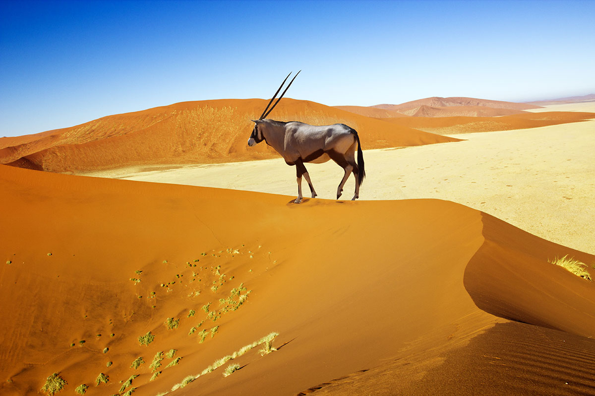 January or February is a particularly good time of the year for photography in Namibia