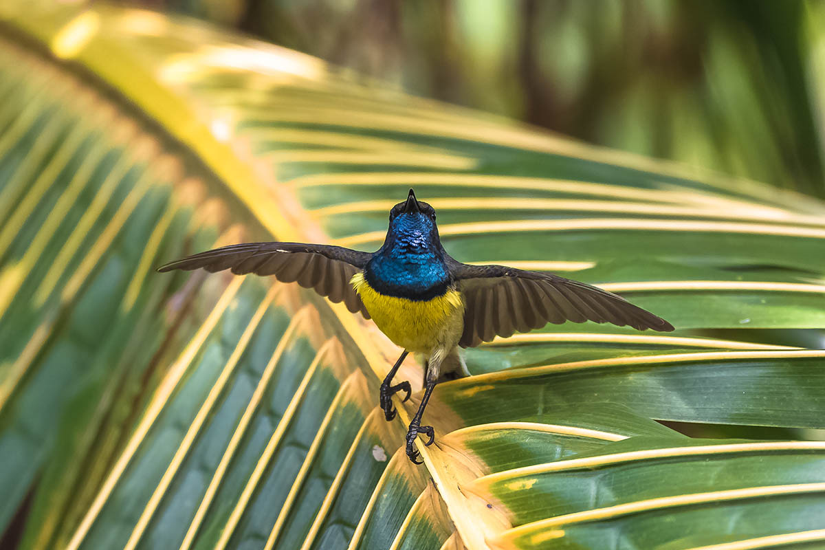 Newton's sunbird, or the São Tomé sunbird