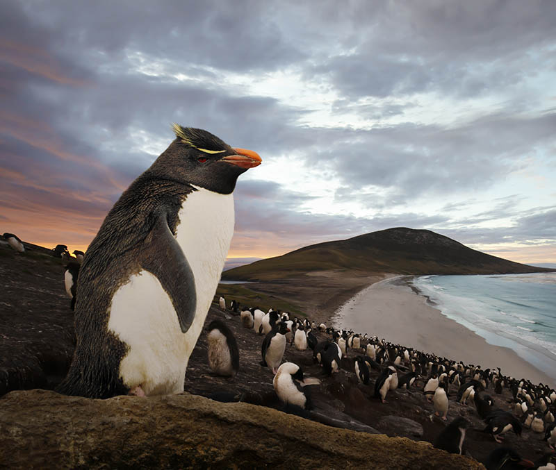 November, Penguin Colonies in The Falkland Islands