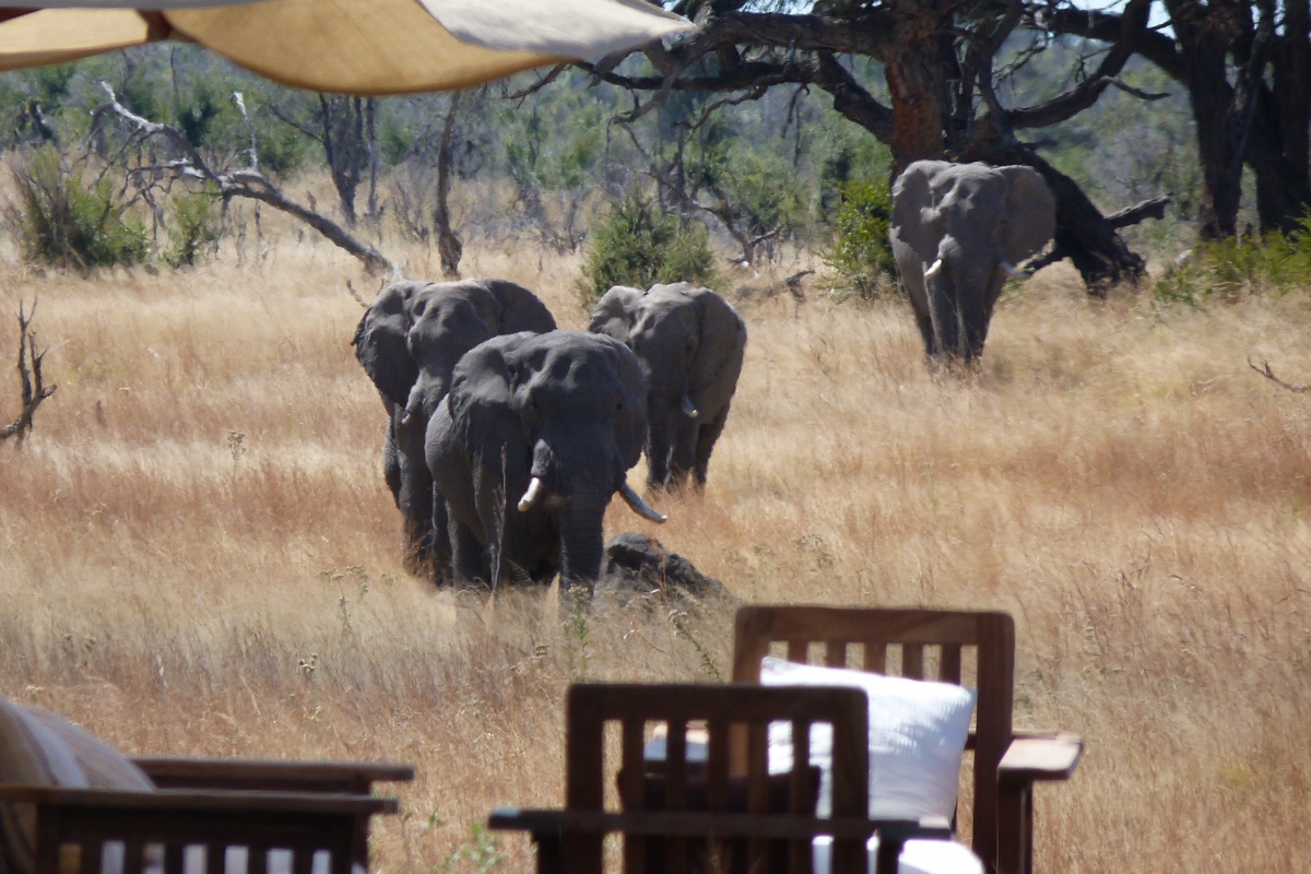Travel to Zimbabwe to see the Elephants