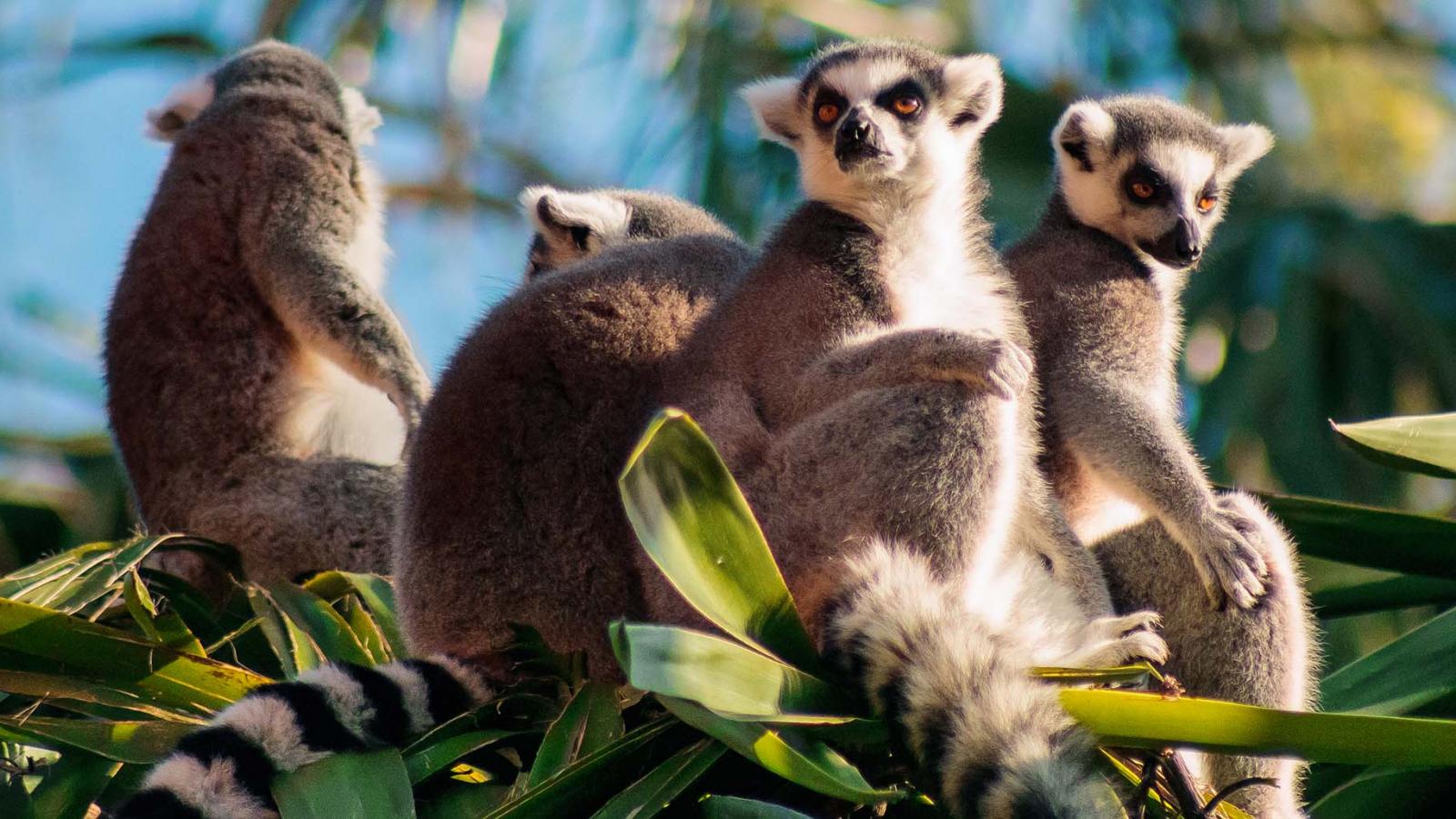 Portfolio: 10 amazing wildlife species to spot in Madagascar