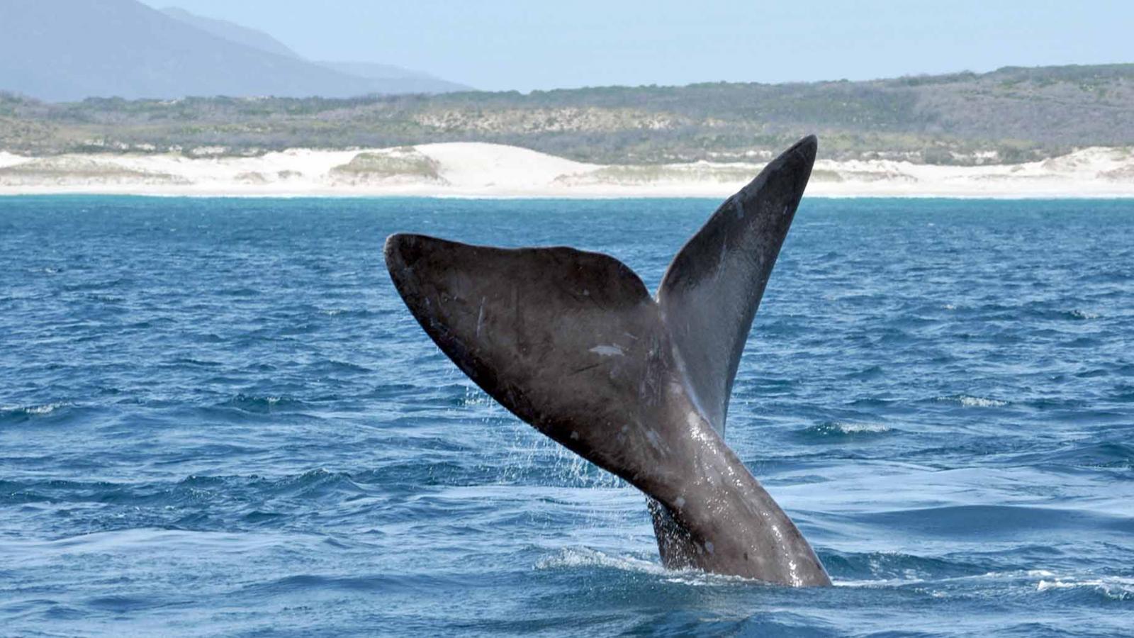 Seeing the southern right whales in South Africa