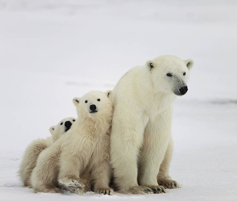 September, Polar Bear Migration in Churchill