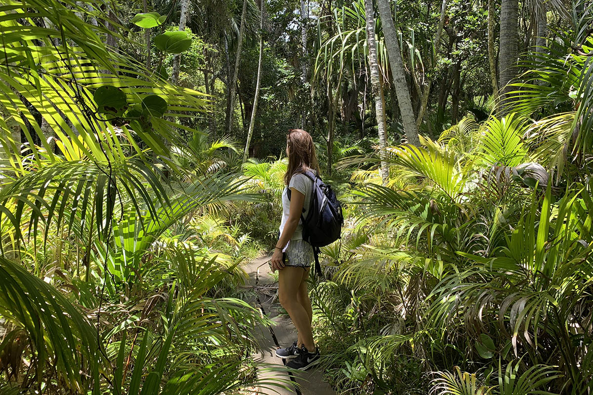 Subtropical jungles, one of the many microhabitats on Lord Howe Island, Australia