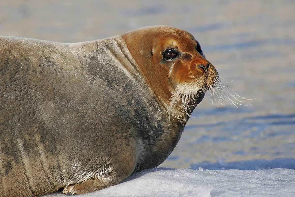 Svalbard Wildlife, Norway