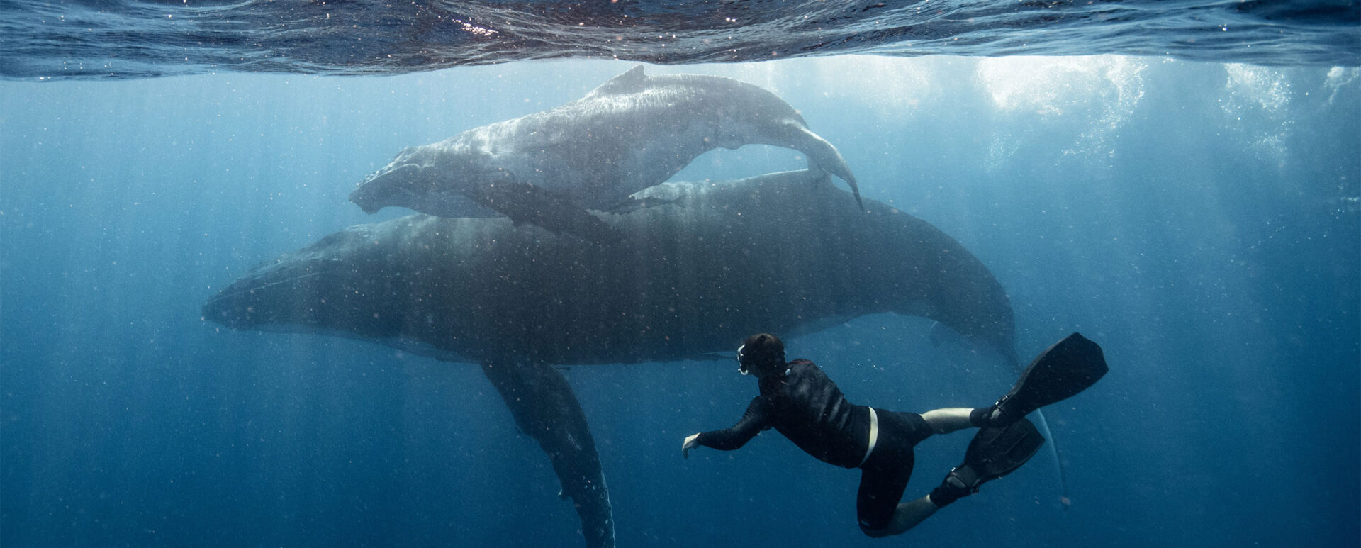 Swimming with humpback whales in Tonga and Tahiti