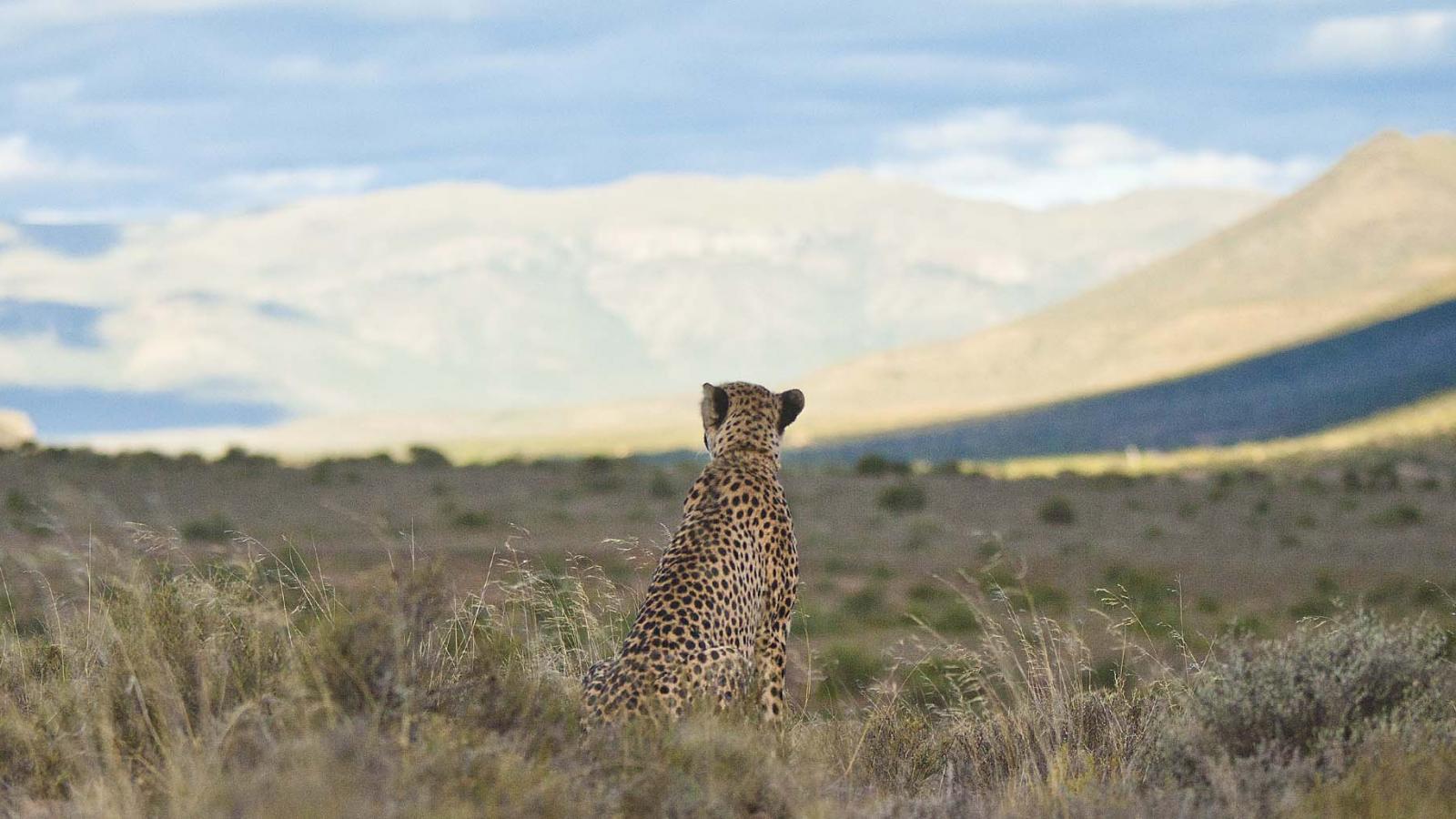 Three of our favourite conservation projects in Africa