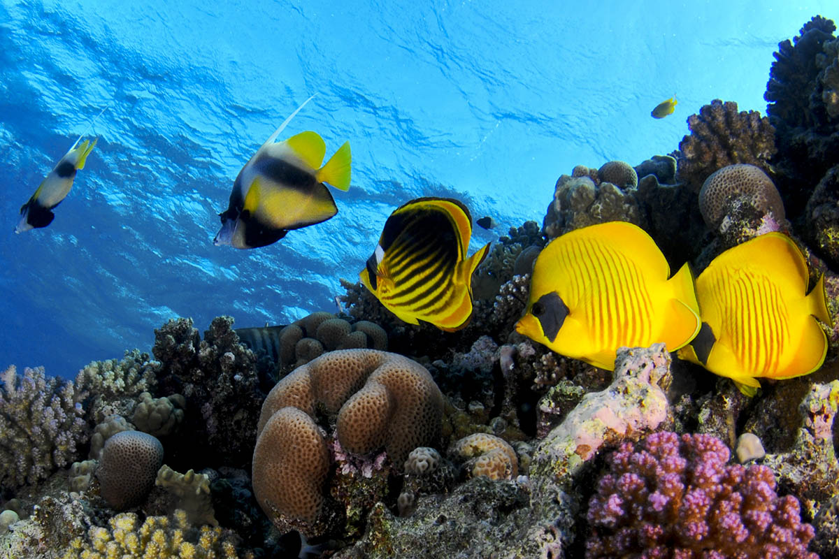 Tropical fish, Coral Reef in Australia