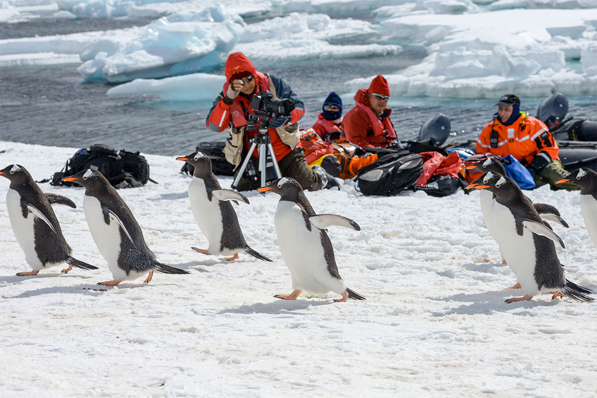 Wildlife photography Antarctica