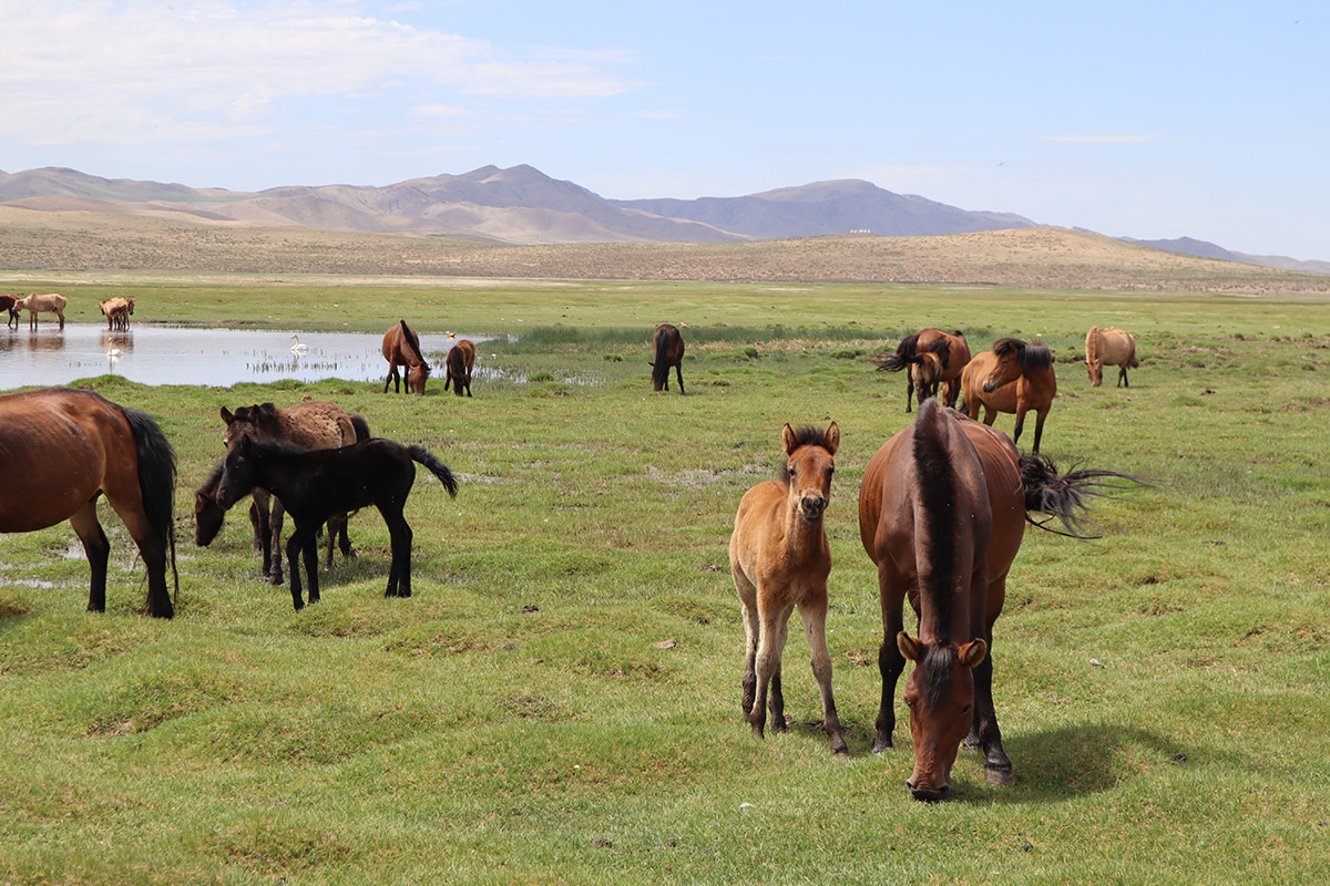 A guide to horse-riding in Mongolia