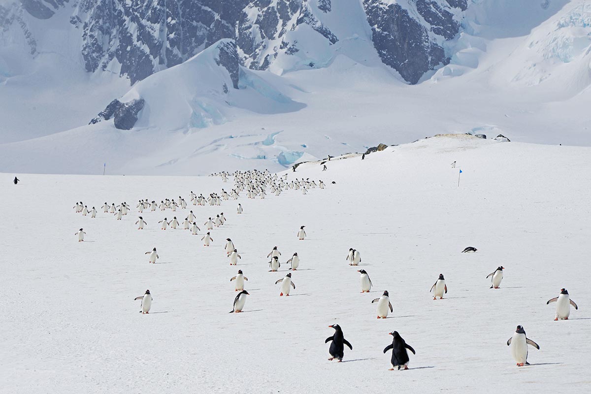 Conservation in Antarctica