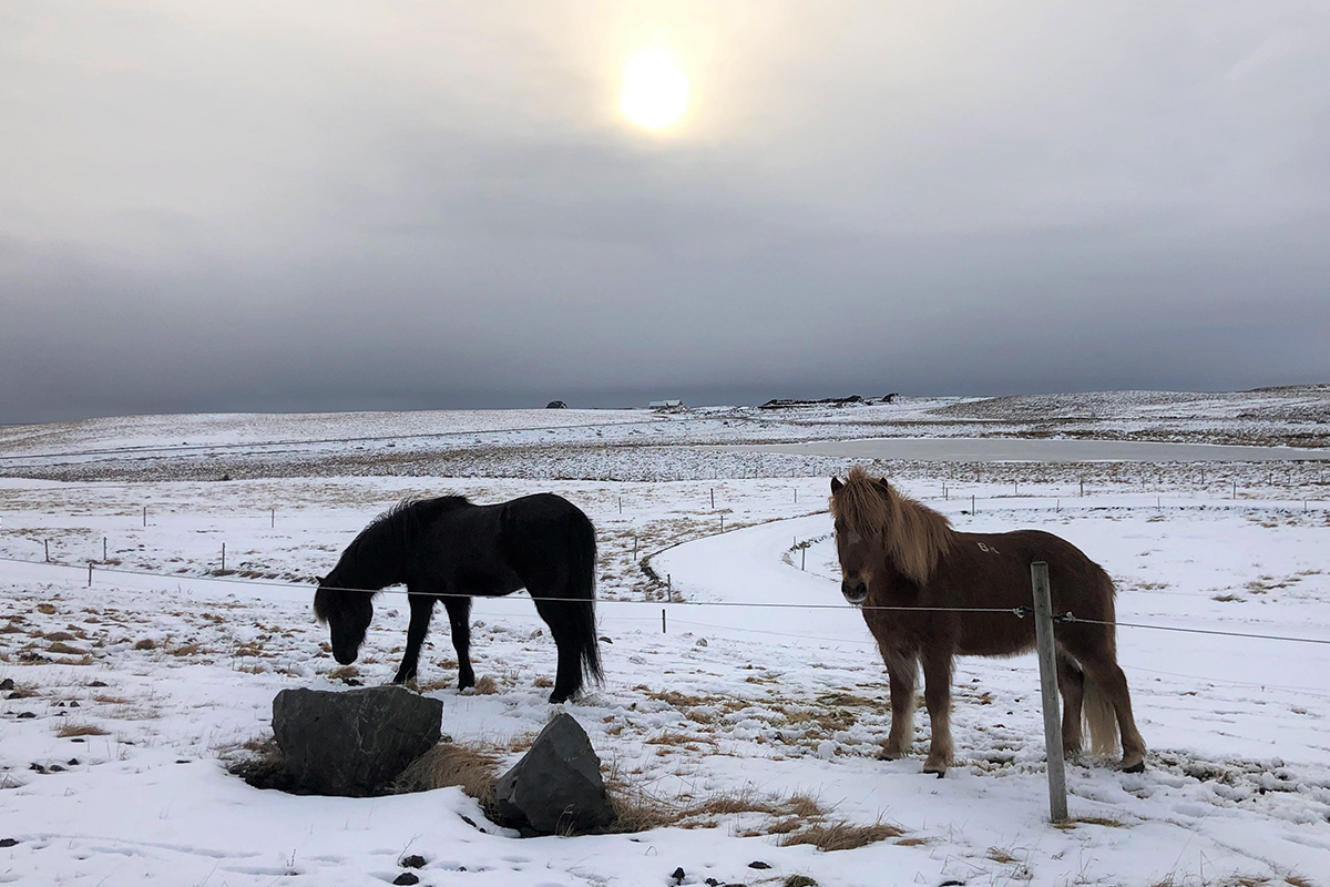 What to do in Iceland? Spend time at an Icelandic horse farm.