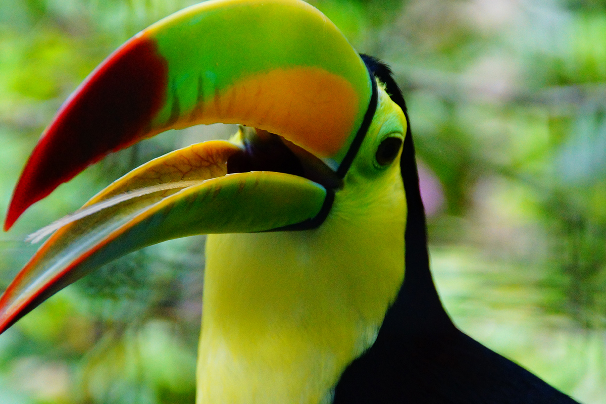 Belize luxury travel includes viewing a tucan