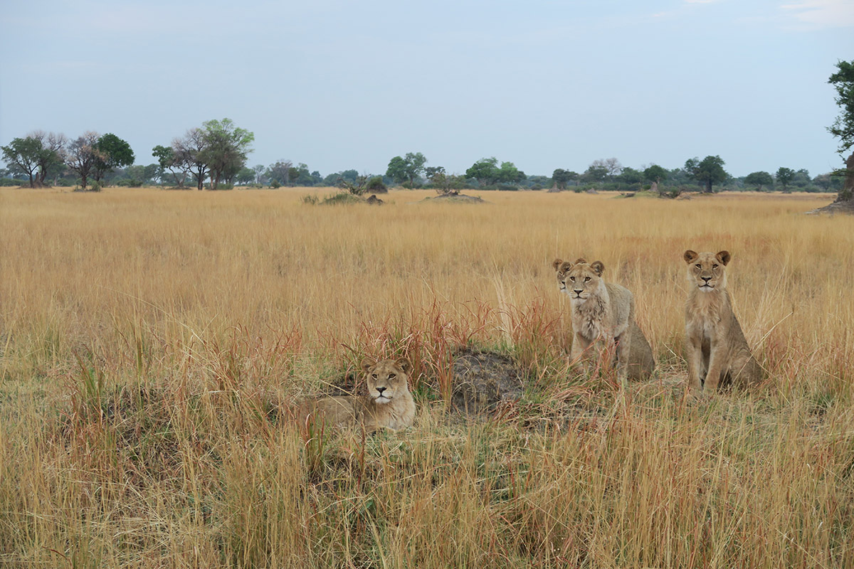 You can see a group of lions on your Botswana family holidays