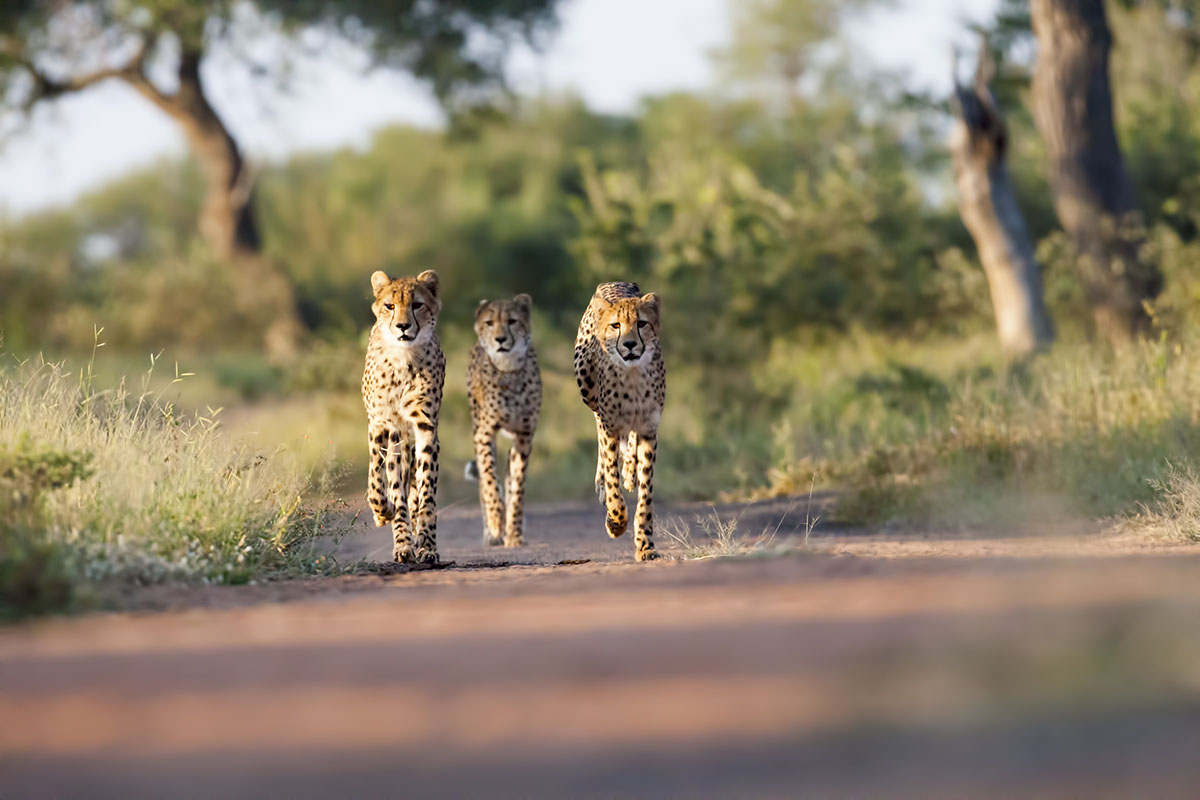 A responsible Travel Company; Three young cheetahs in the Malilangwe Wildlife Reserve