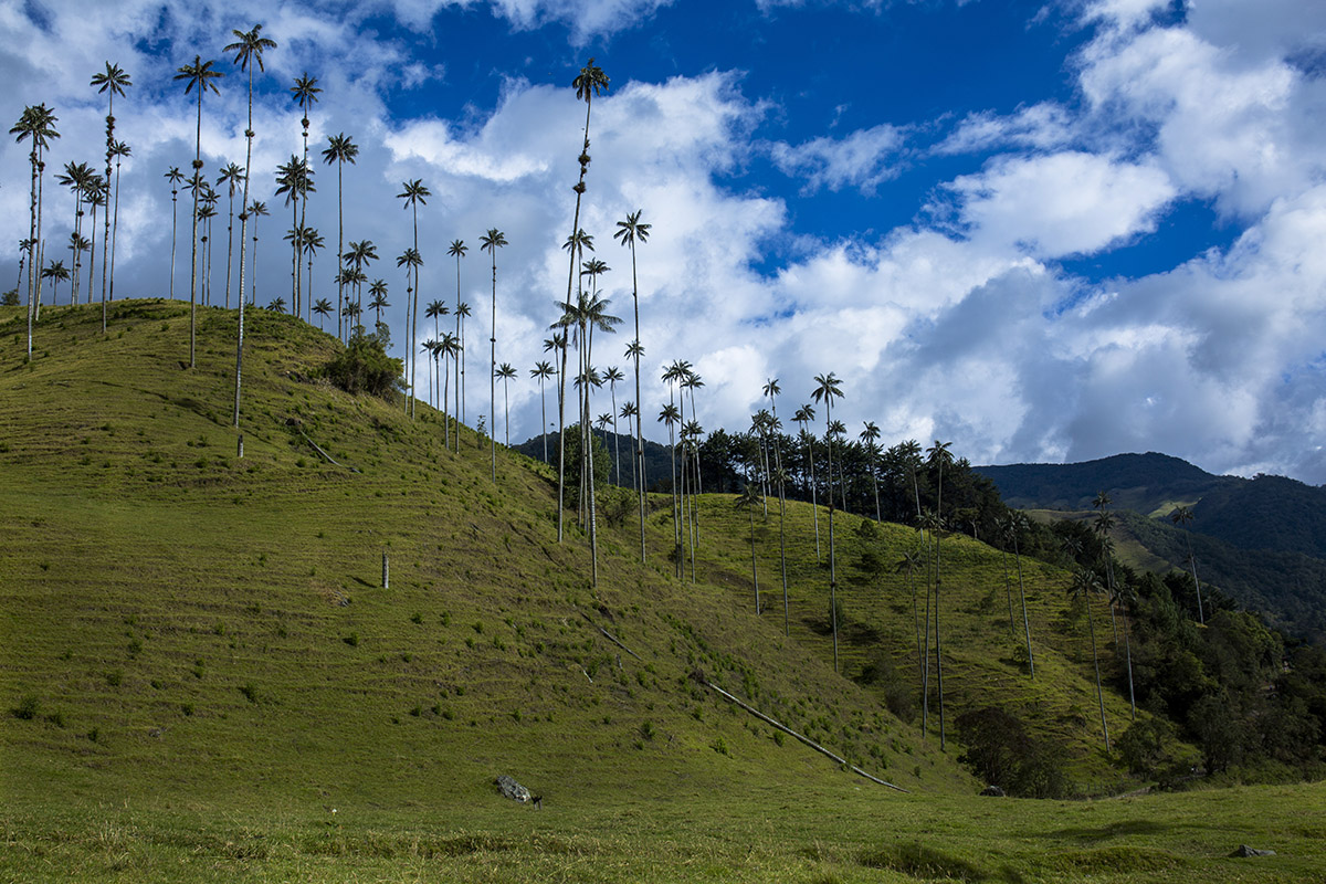 Sarah's experience of Colombia's coffee region