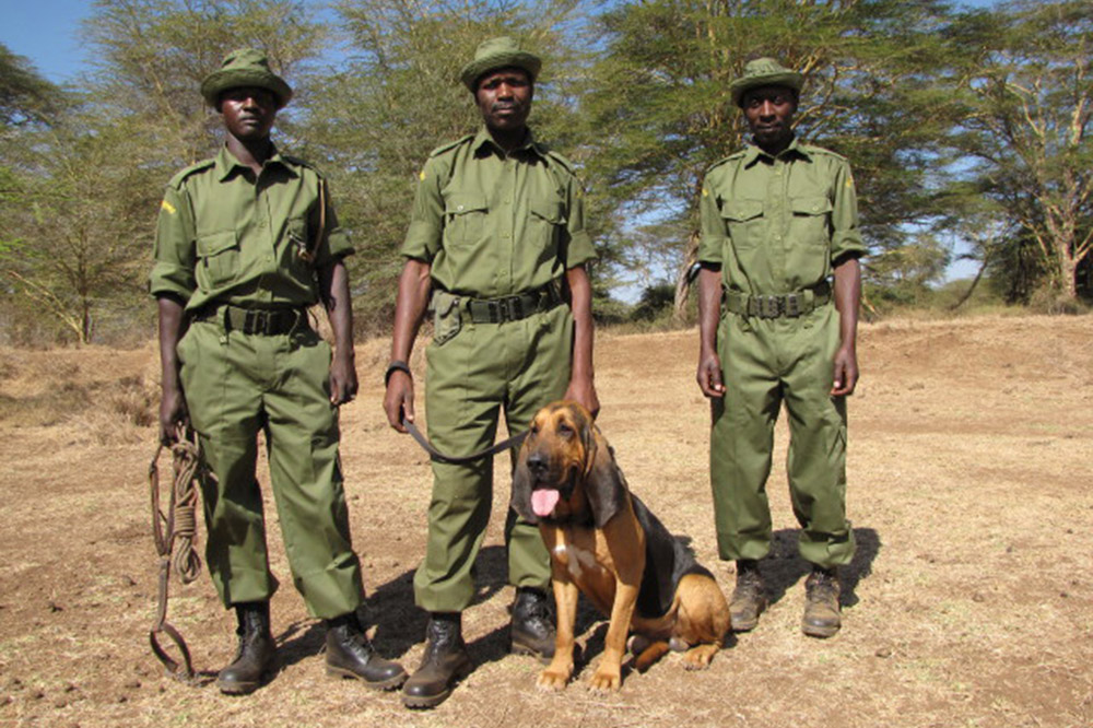 Wildlife Rangers, Africa