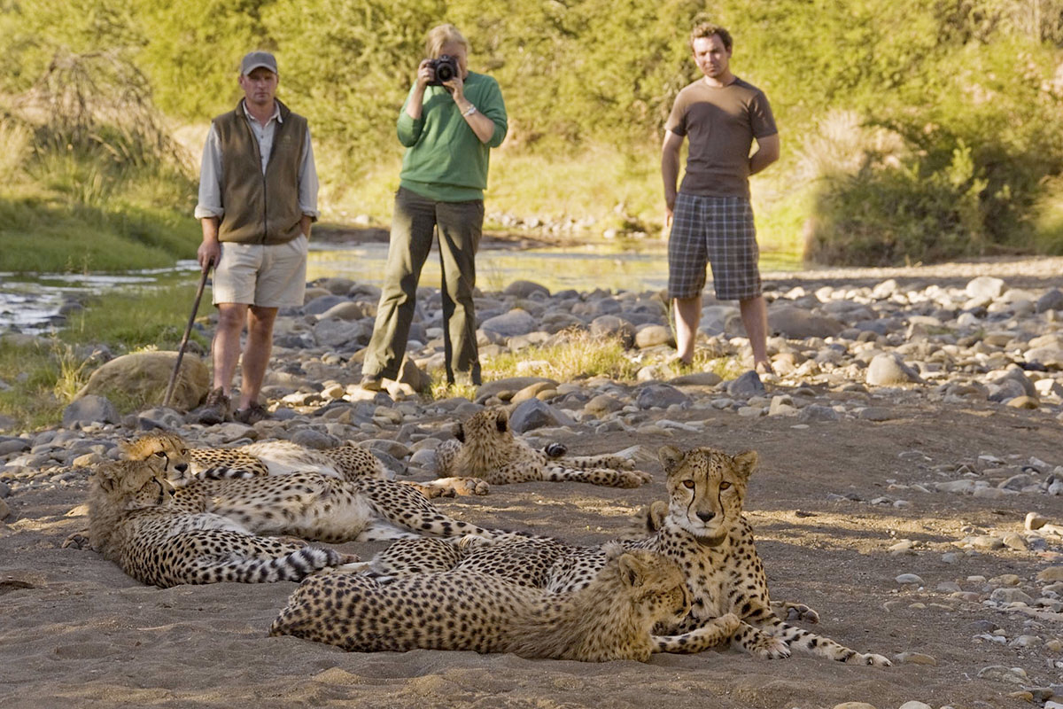 Conservation Samara cheetah