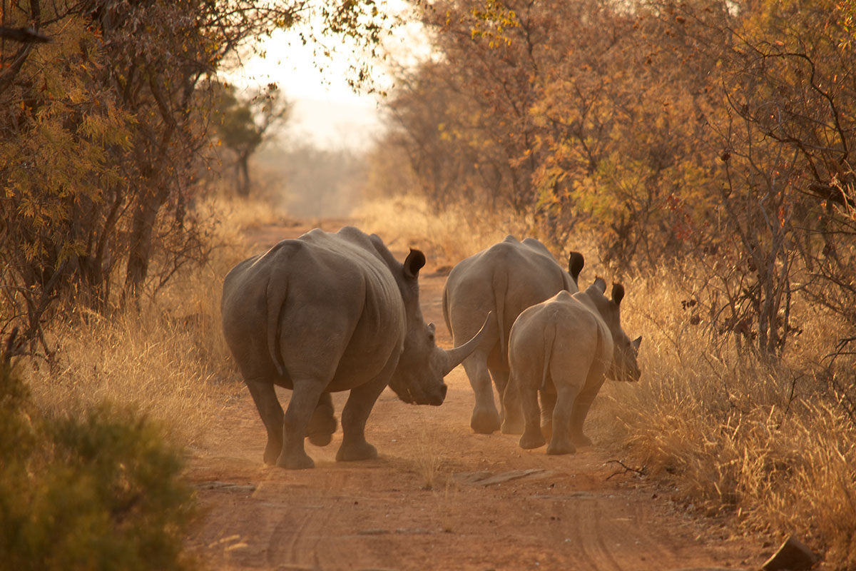 Three of our favourite conservation projects in Africa