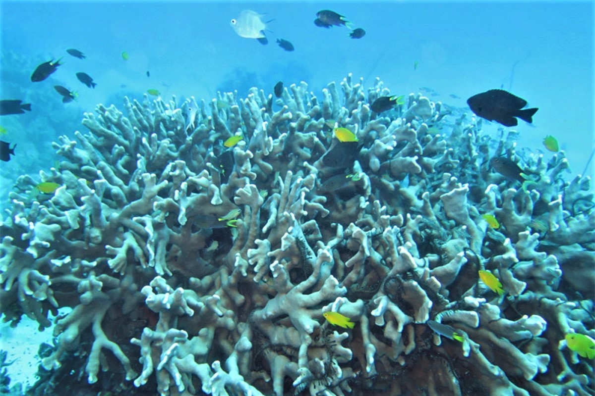 Conserving the great barrier reef