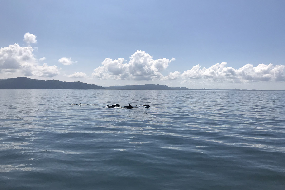 https://cazloyd.com/dolphin-spotting-costa-ricas-golfo-dulce