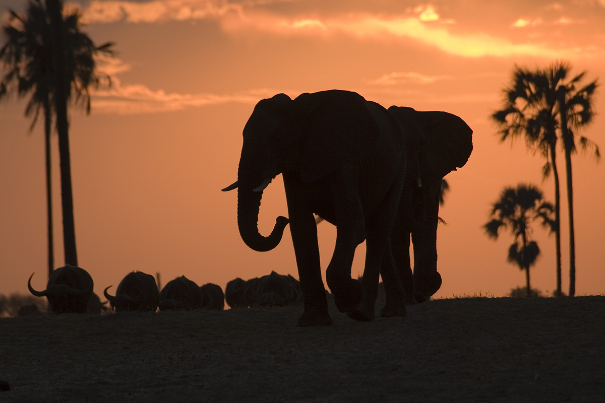 Safari in Zimbabwe
