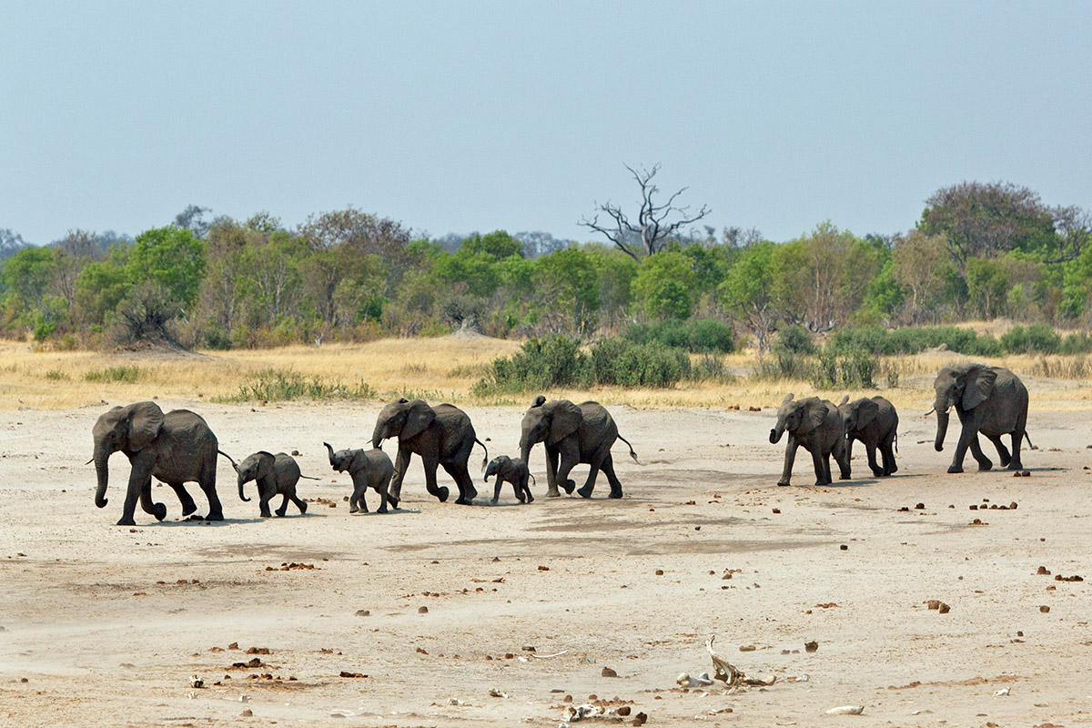 Visit Zimbabwe to see elephants