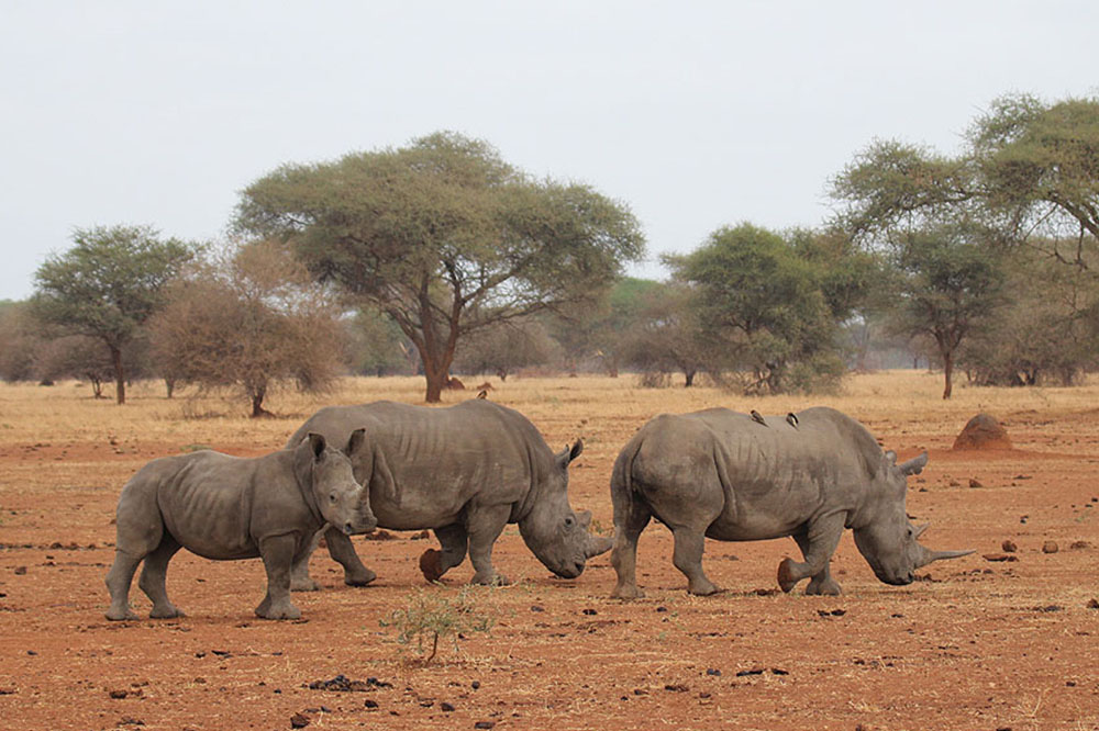 Endangered Rhinos Africa
