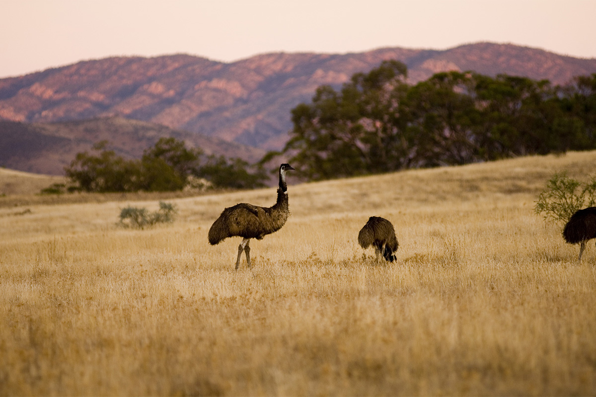 Experiencing the Australian outback at Arkaba Conservancy