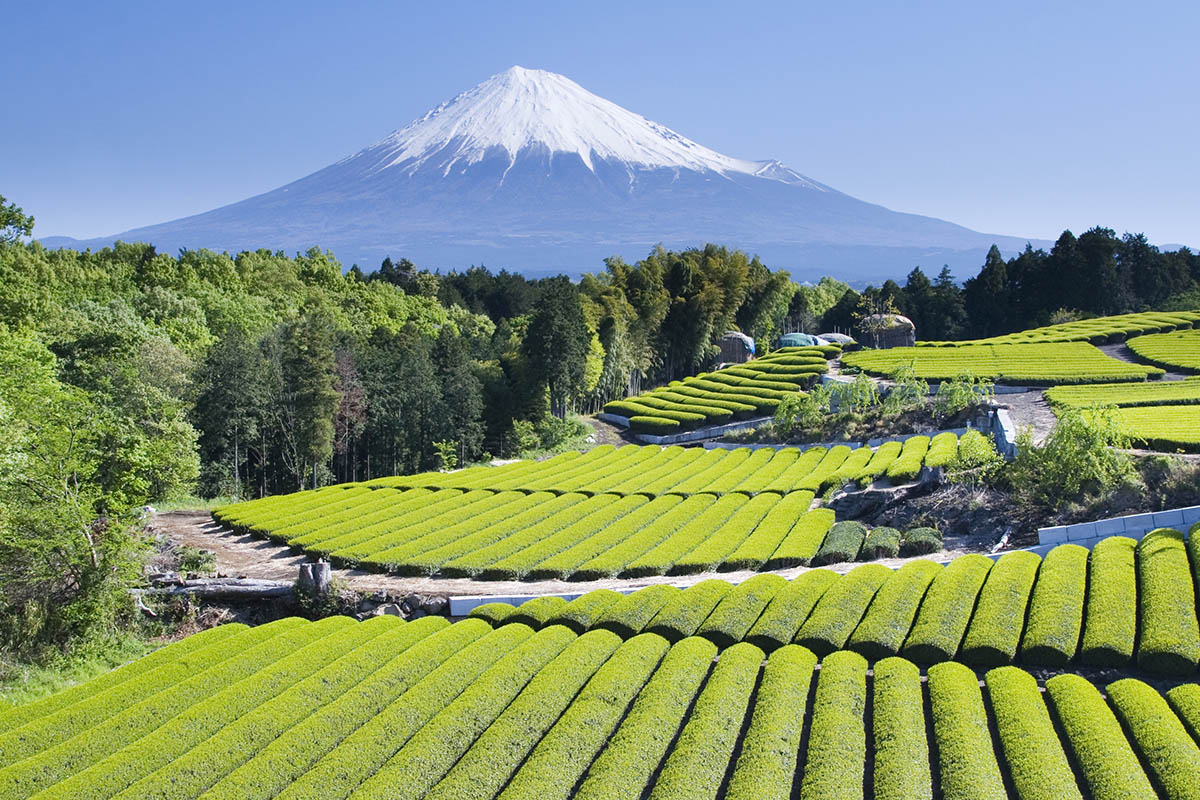 Japan Tea, luxury holidays in Japan