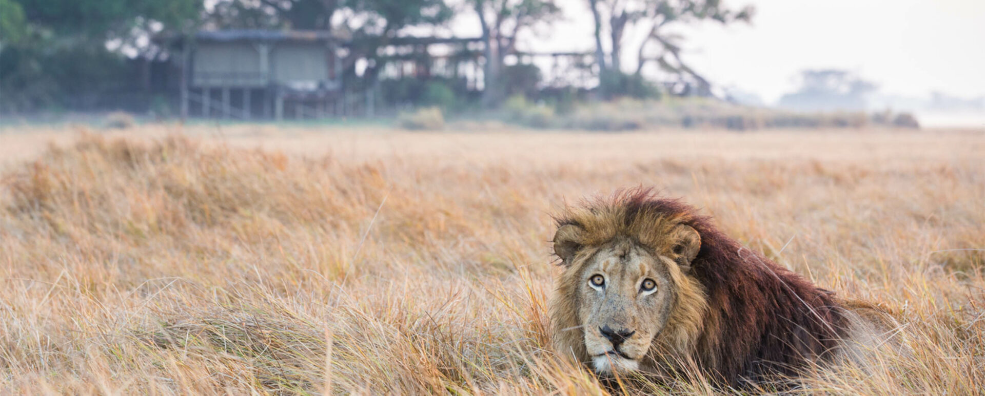 Lodges in Kafue National Park, Zambia. Here view of a lion.