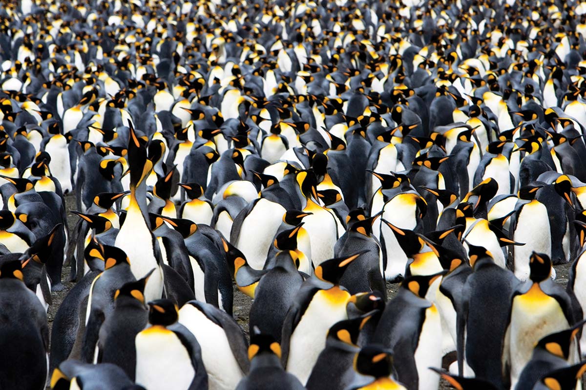 King Penguins, Antartica