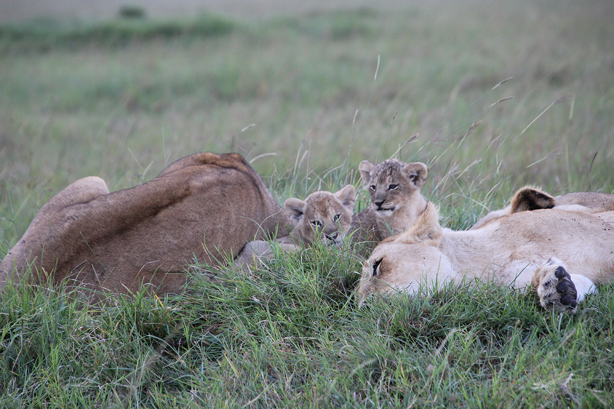 My experience at Tangulia Mara, Kenya