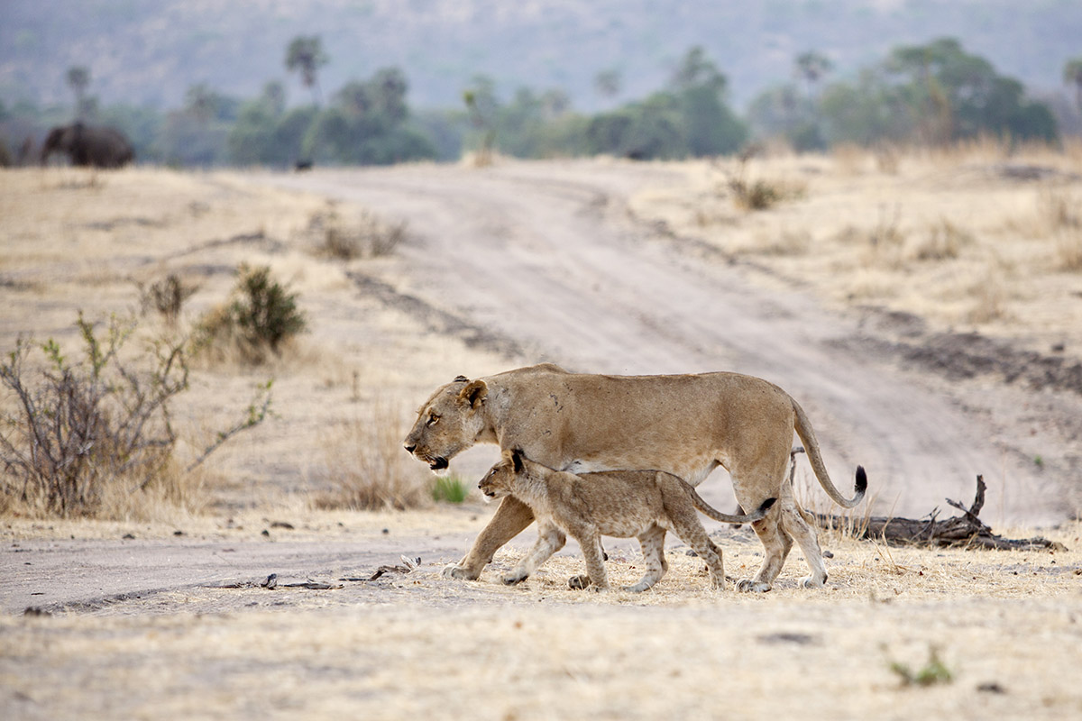 What is the allure of Ruaha National Park?