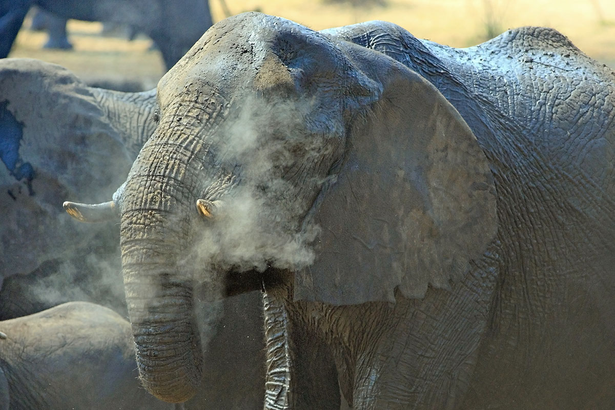 Zimbabwe Elephants