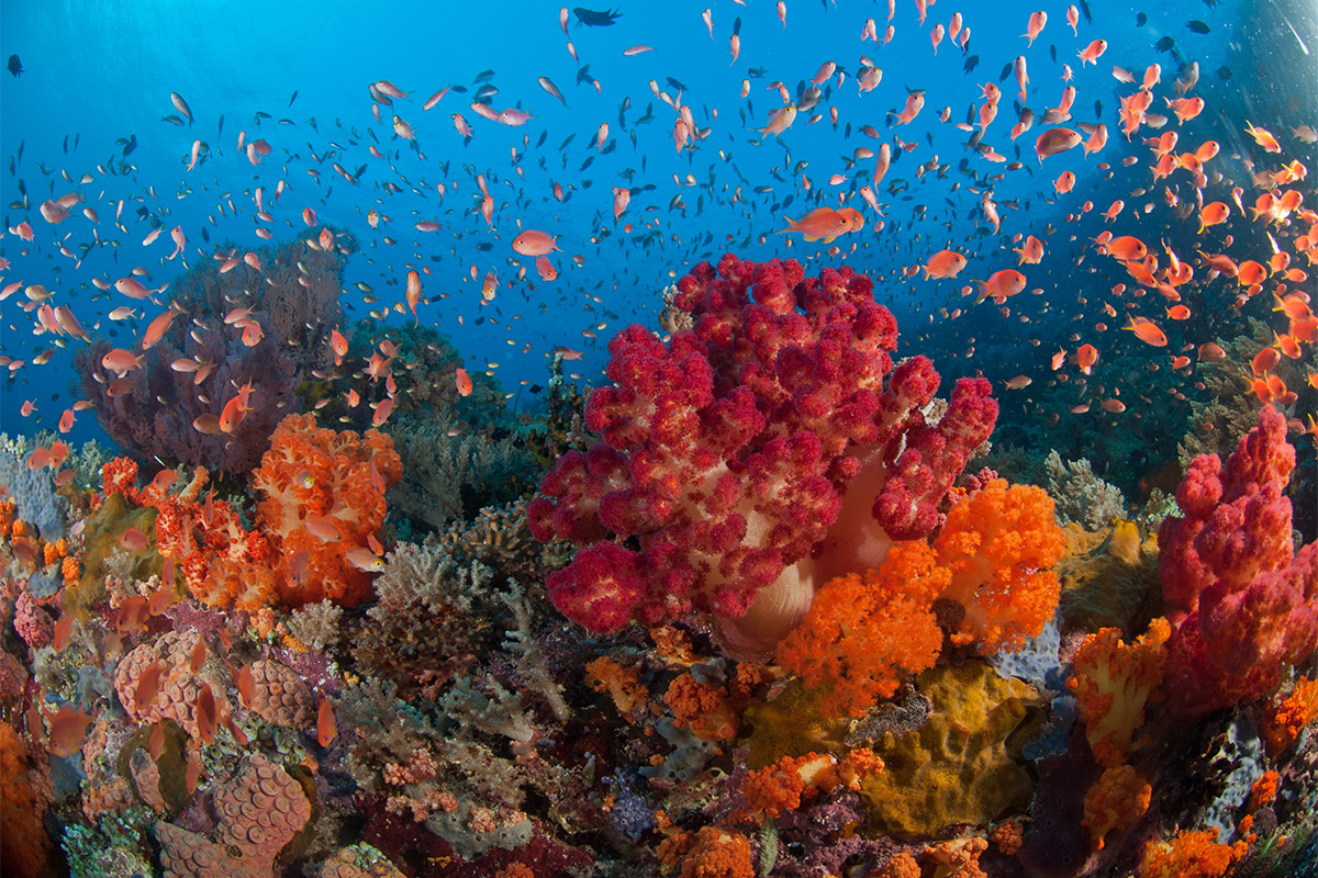 Indonesian coral reefs