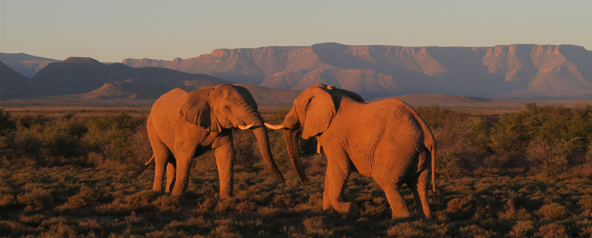 On safari in South Africa’s Samara Private Game Reserve