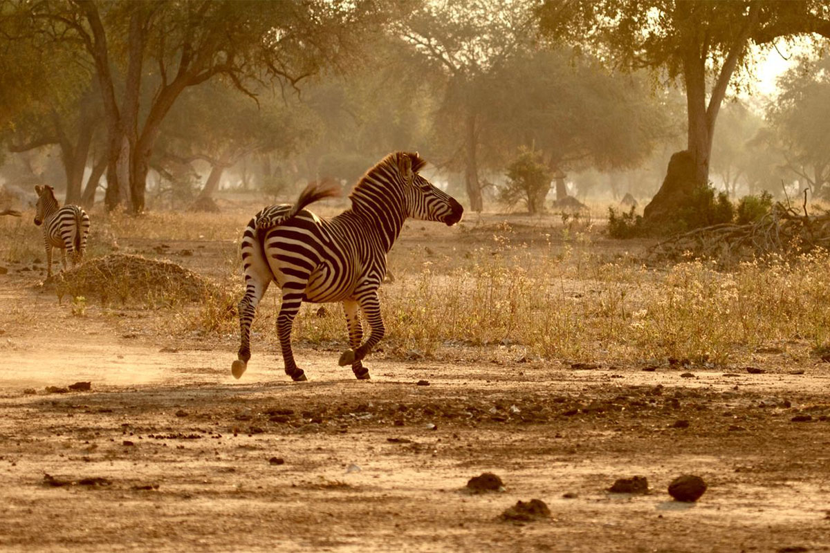 Zebra on Safari in Zambia