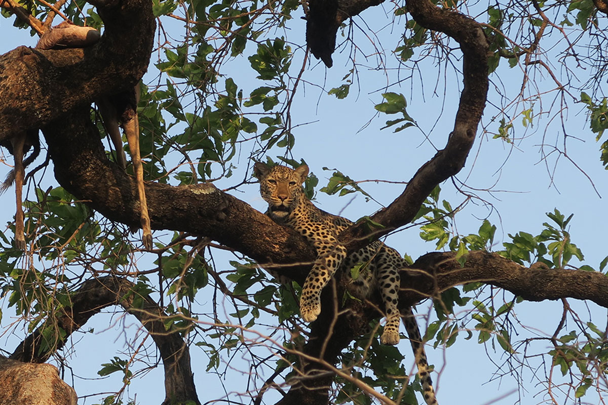 Leopards hanging on lush trees