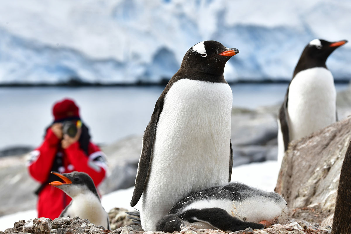 penguin photogrpahy at Port Lockroy, Antartica