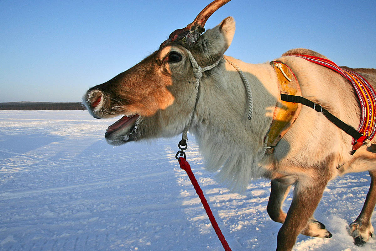 Why you should take your family to Finnish Lapland