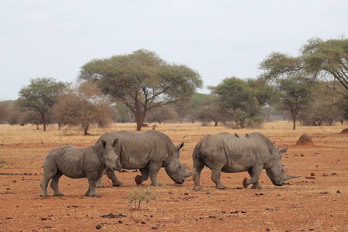 Rhino safari Africa