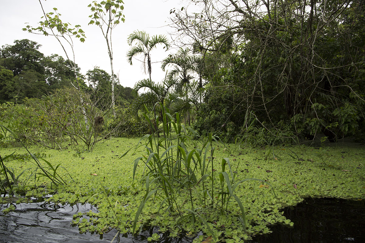My life-changing experience in the Peruvian Amazon