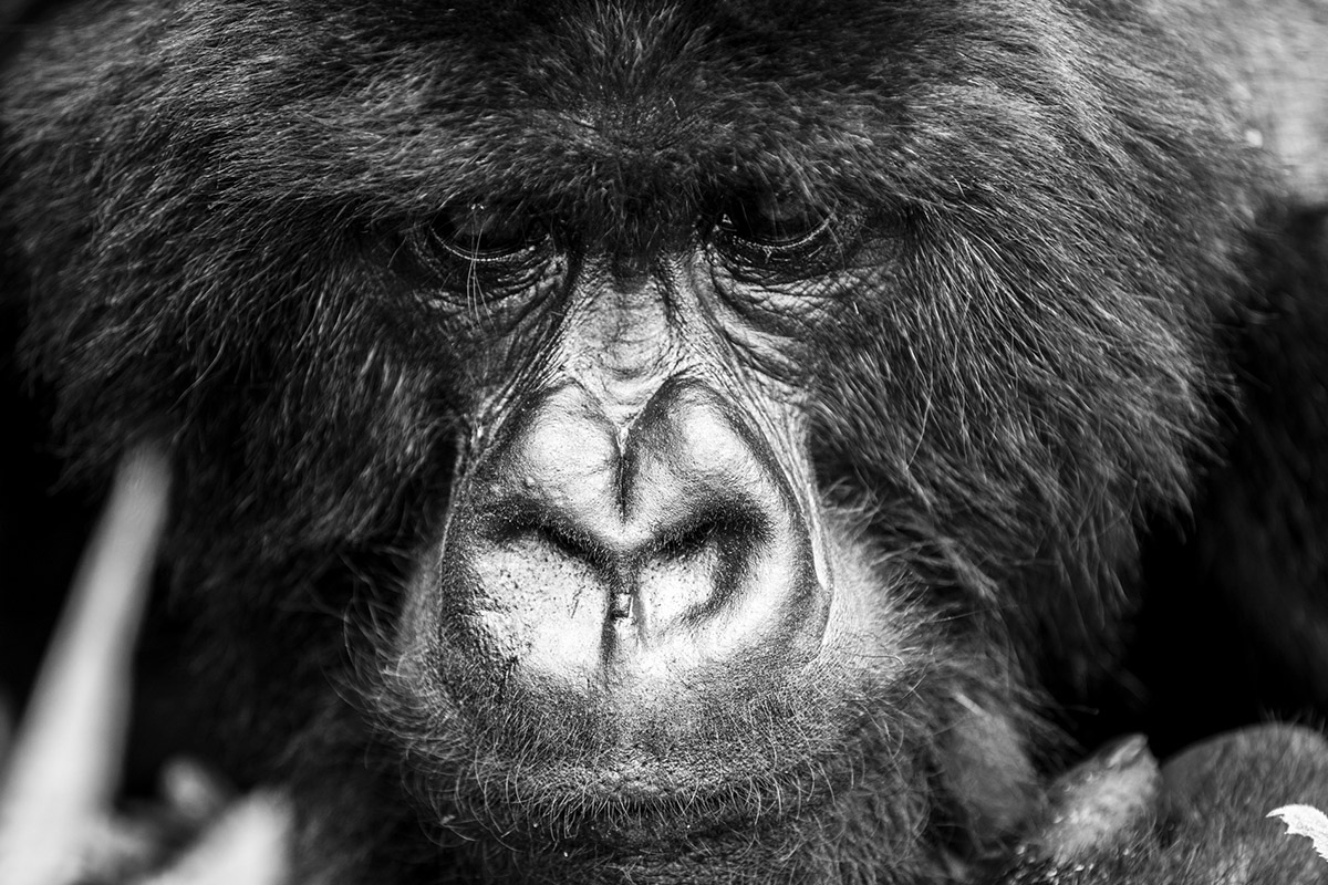 Luxury hotels in Rwanda as a basis to visit the Gorillas