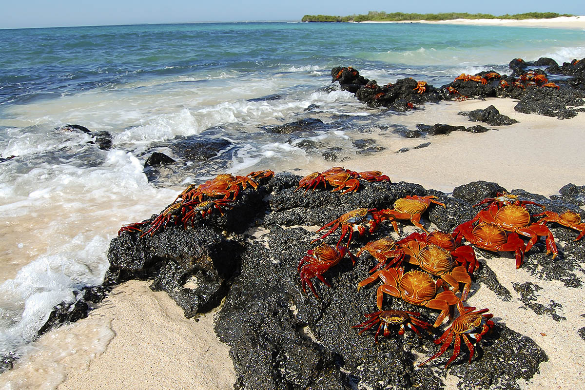 What to do in the Galapagos? See thousands of crabs and other species
