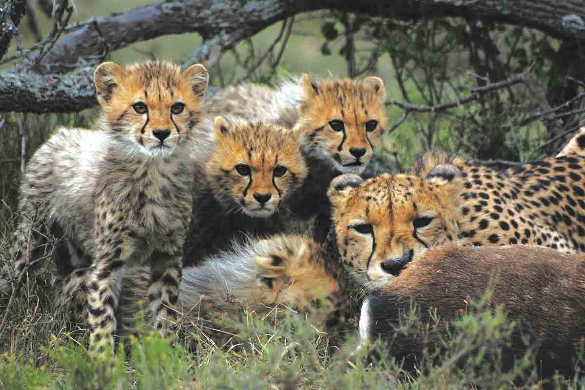 Samara cheetah conservation