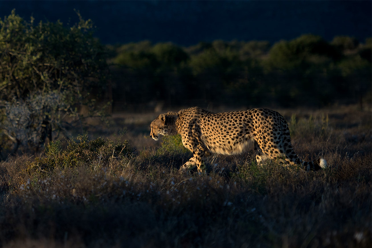 Cheetah on Safari in Samara